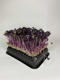 Семена для микрозелени Редис Санго (фиолетовый)