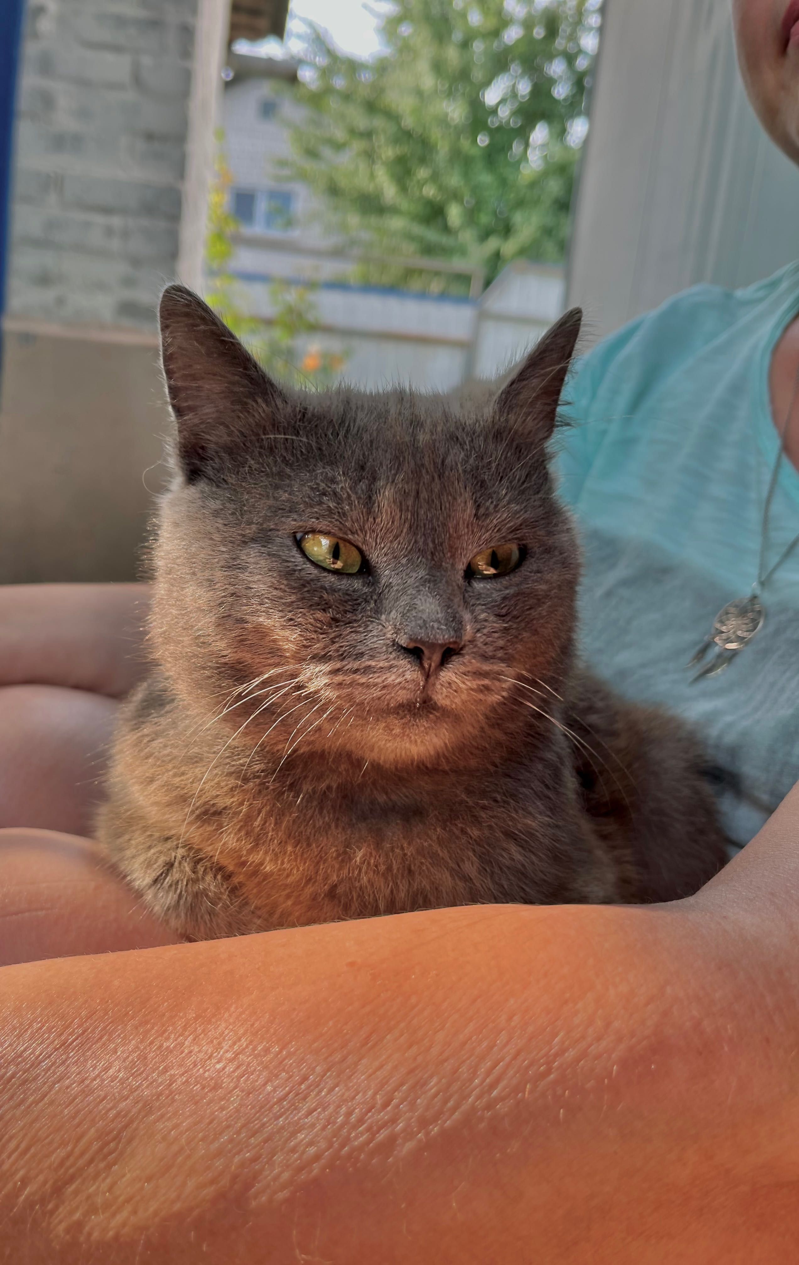 Котик в добрі руки
