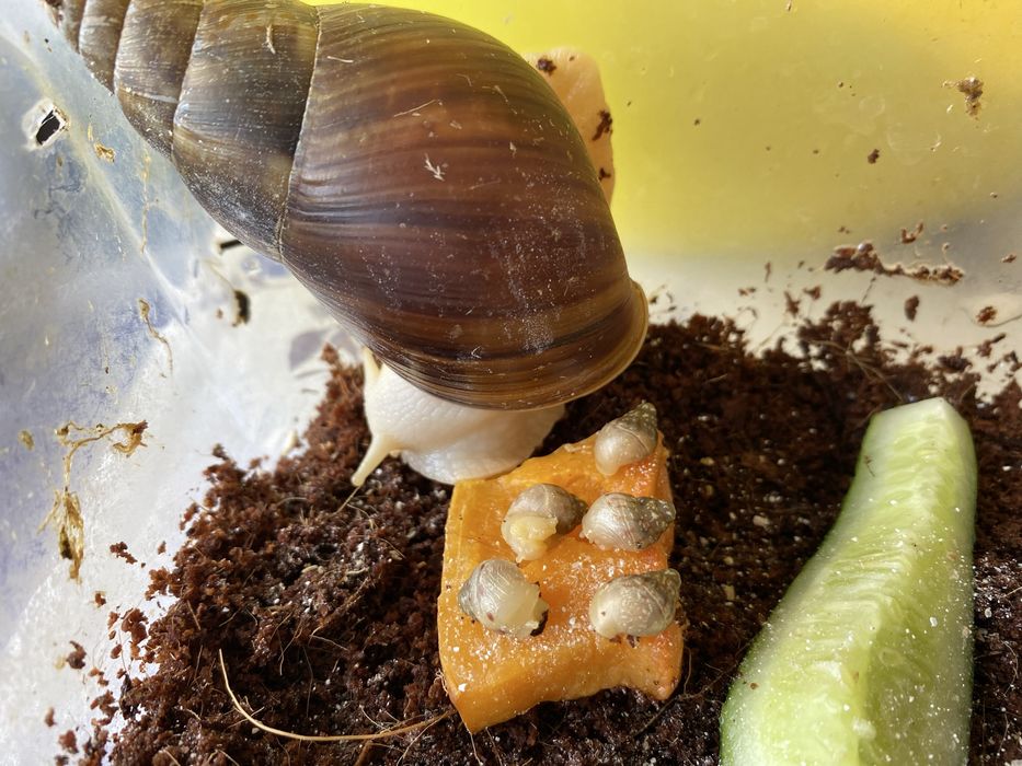 Равлики улитки ахатин