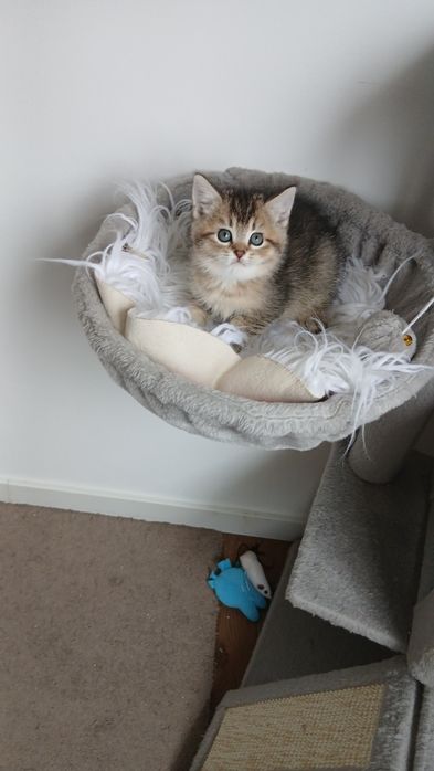 Macho Scottish Straight