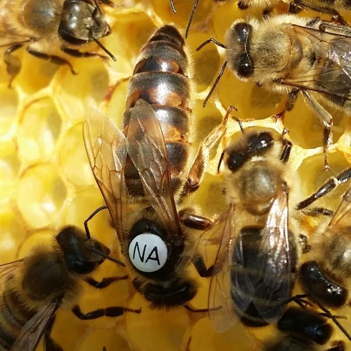 Matki pszczele, jednodniówki, matka pszczela Karpatka, wysyłka