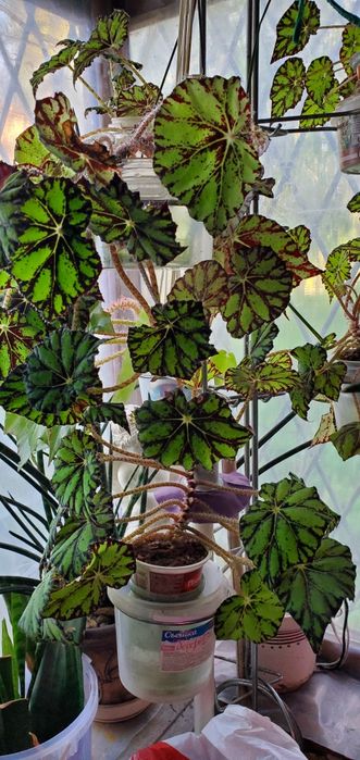 Агава,, бегония, алое разных видов