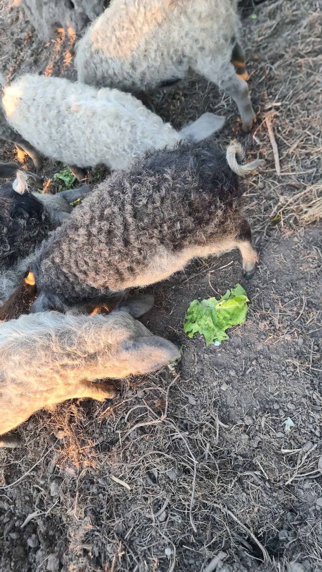 Leitoes  porco ovelha,  Mangalitsa   puro (4 meses)