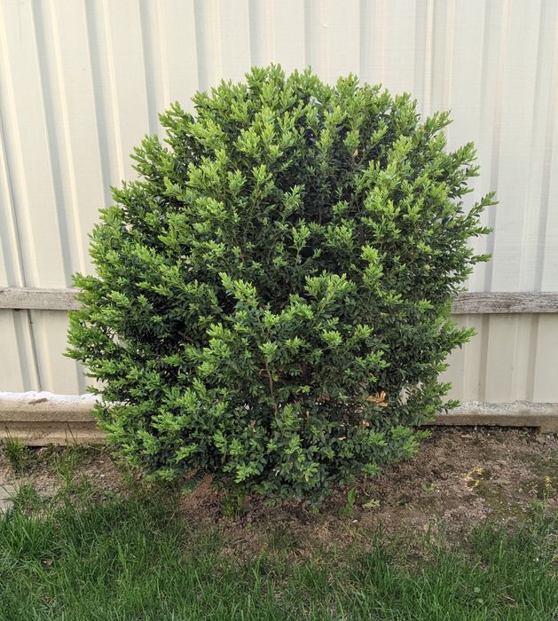 Самшит вічнозелений 100 см.