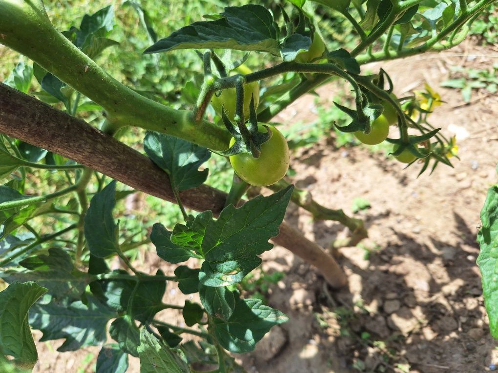 Legumes e Frutos Biológicos