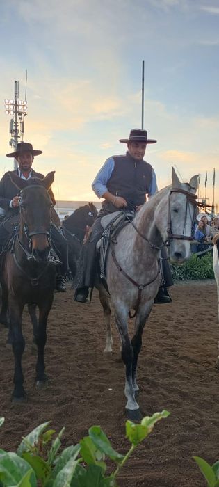 Para venda cavalo