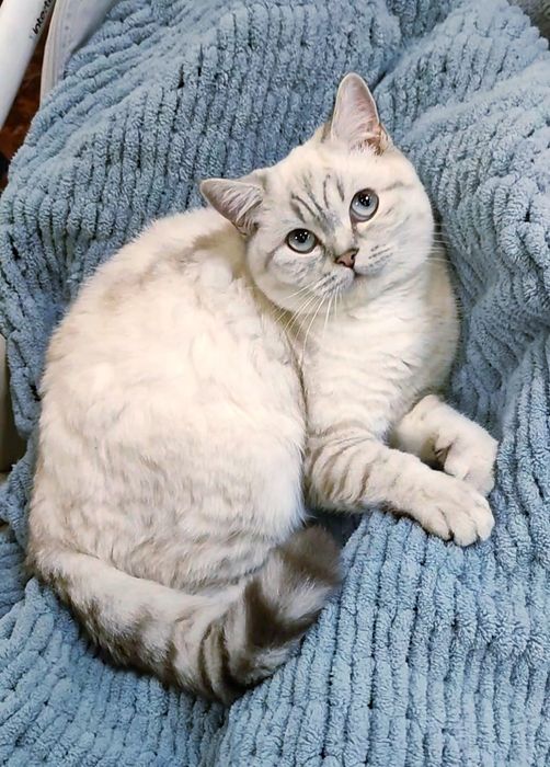 Мальчик Граф шиншиллка поинт