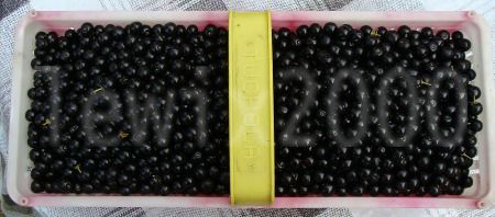 CZEREMCHA AMERYKAŃSKA - sadzonki w doniczkach