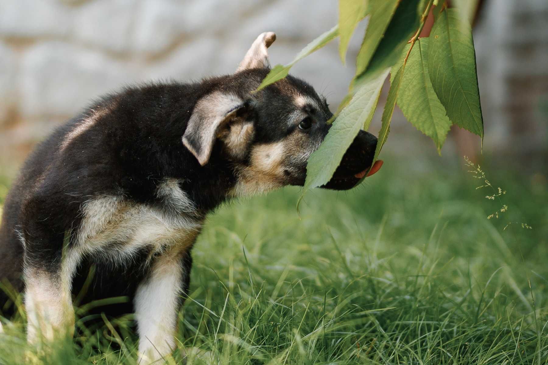 Стильный щенок - девочка Восточноевропейской овчарки