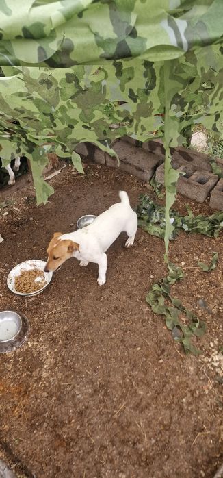 Собака джек рассел Люся