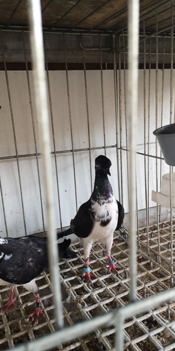 Gołębie wiedeńskie lotne