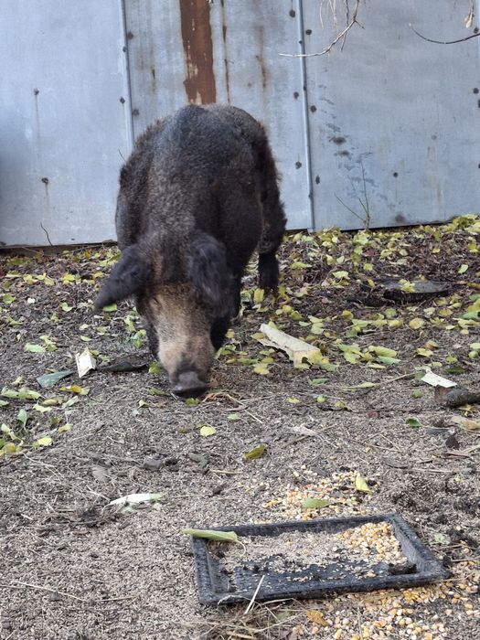 Продам Кнура на племя