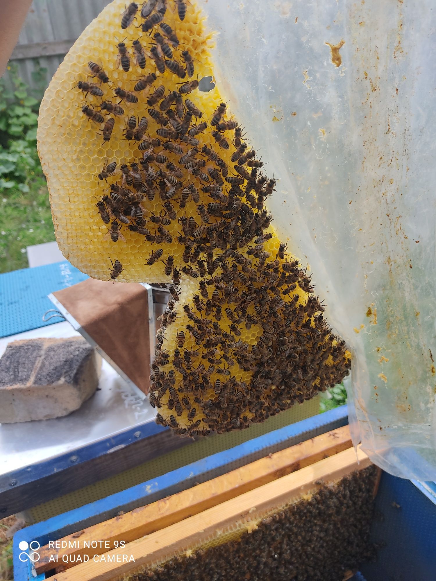 Бджолопакети Українська степова