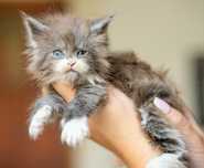 Bajeczny kocurek maine coon