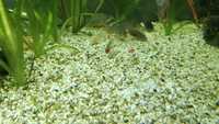 Corydoras e bebados