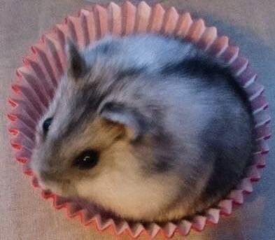 Хомячки Джунгарские мини хомячки