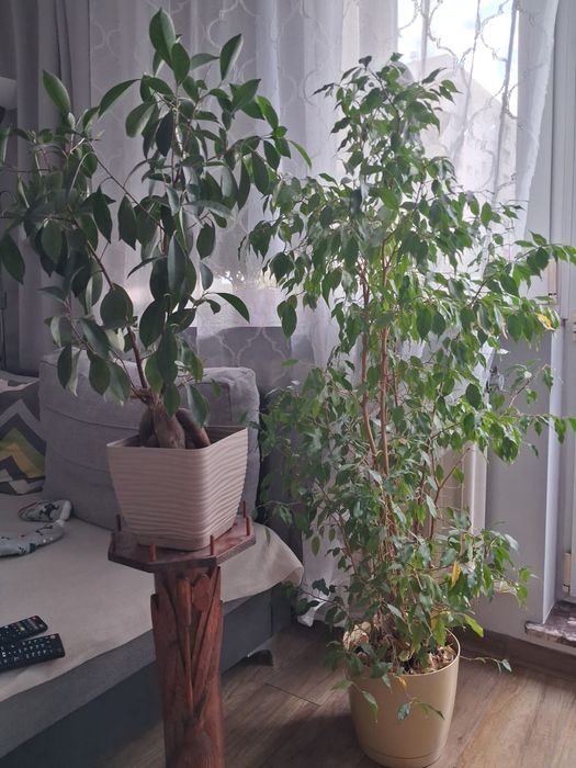 Piękne kwiaty do domu