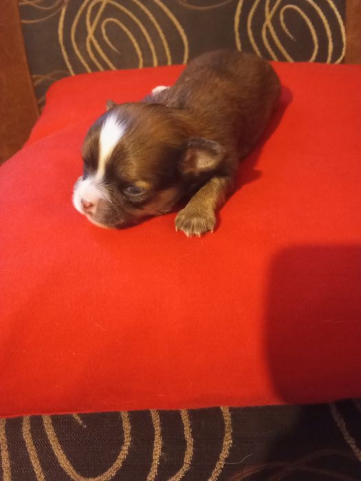 Rezerwacja suni Chihuahua długowłosa