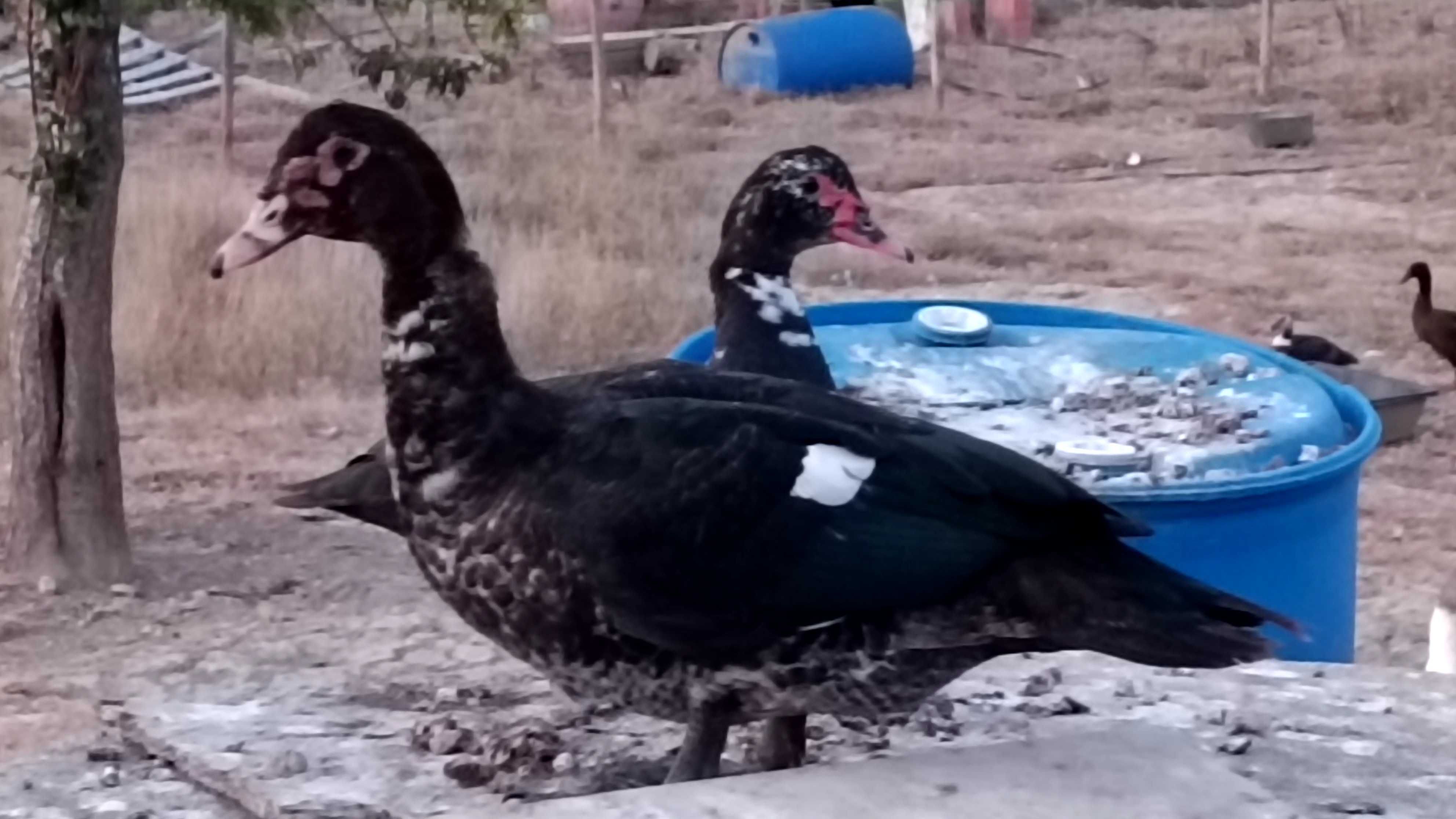 Patos criados na quinta
