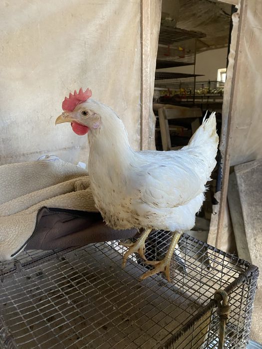 Молоді 5 місяців курочки