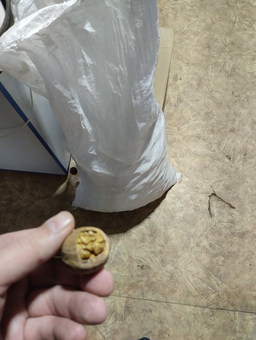 Орехи грецкие 140кг