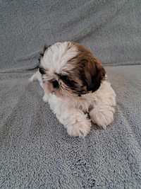 Suczka Shih tzu b. ładna