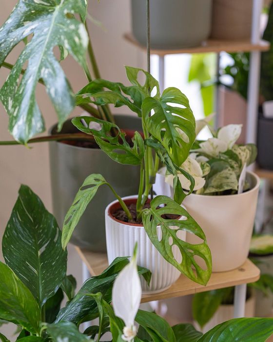 Plantas Interior (Monstera, Philodendron, ect)