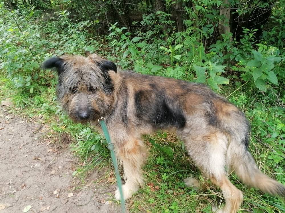 Piękny i mądry półtoraroczny Gandalf do adopcji