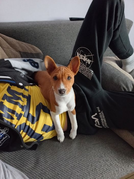 Basenji FCI/ZKwP suczka