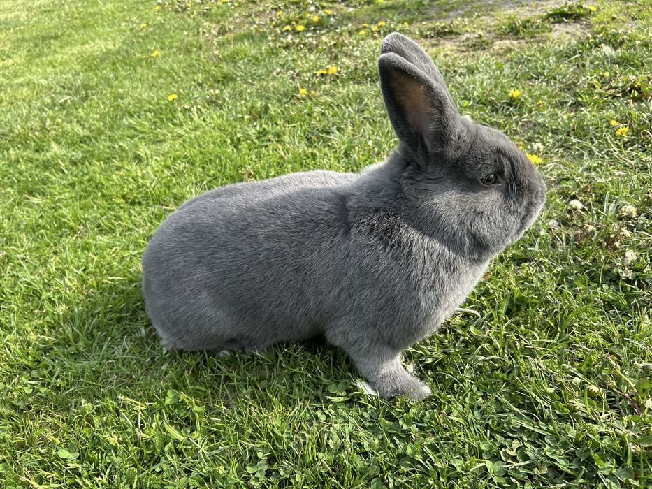 Wiedeński niebieski