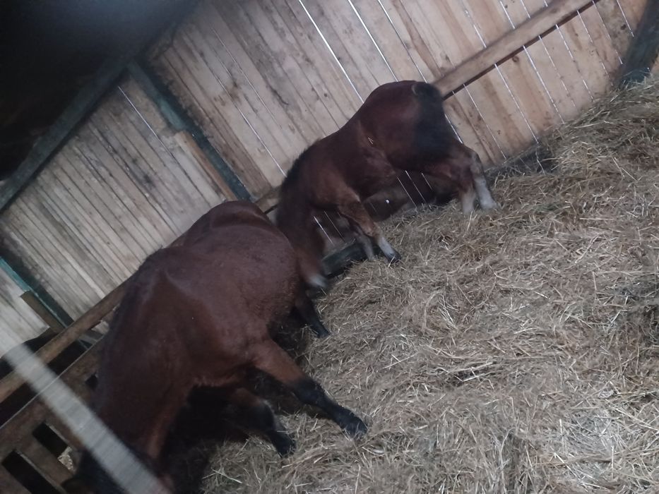 Ogierek zimnokrwisty