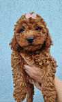 Suczka Red Brown Cockapoo F1B
