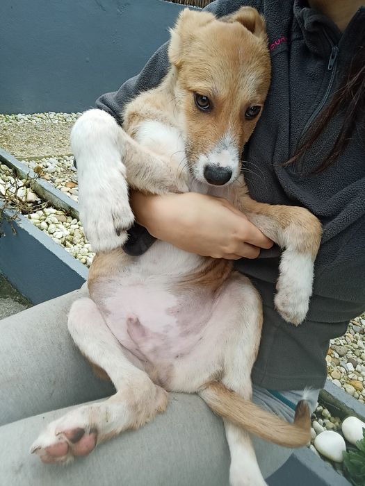 Cão bebé para adoção