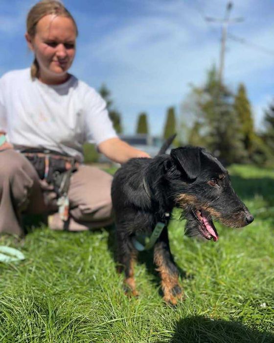 Jagger - energetyczny terrier szuka domu!