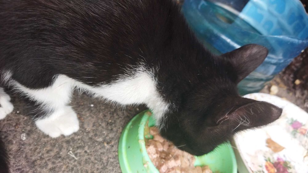 Котик в добрі руки