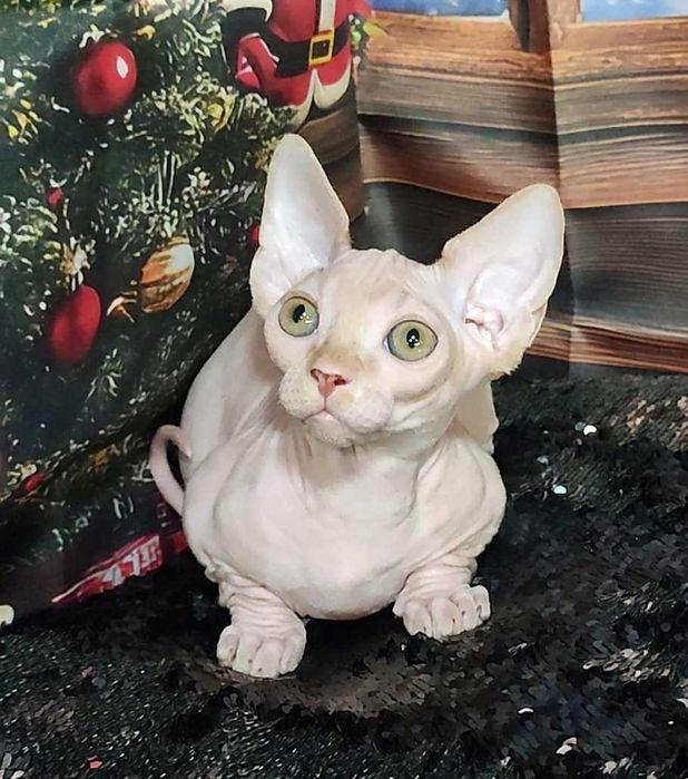 Коротколапий хлопчик Лео порода Бамбіно