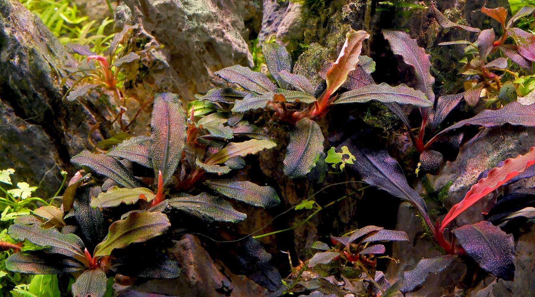 Planta Aquática - Bucephalandra Kendagang - Rizoma / Unidade
