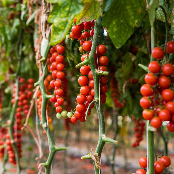 Hidroponia - Nutrientes Frutos Fase Frutificação - Loja Oficial