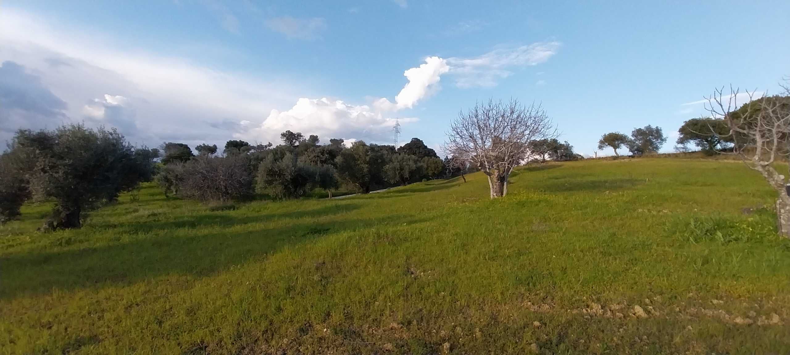 Terreno rústico, 6600 m2, Torres Novas