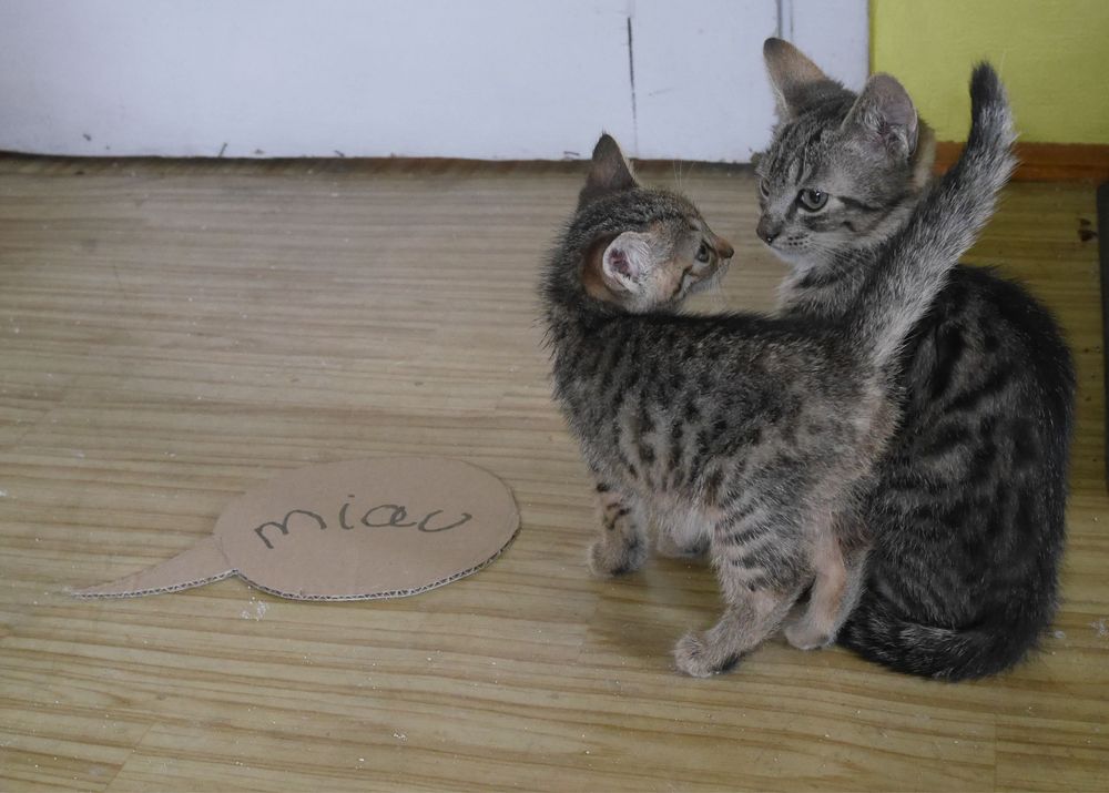 Do adopcji ponad 100 kotów!