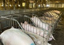 Kojce postojowe - SALONÓWKI - dla macior 200szt IDEALNY STAN