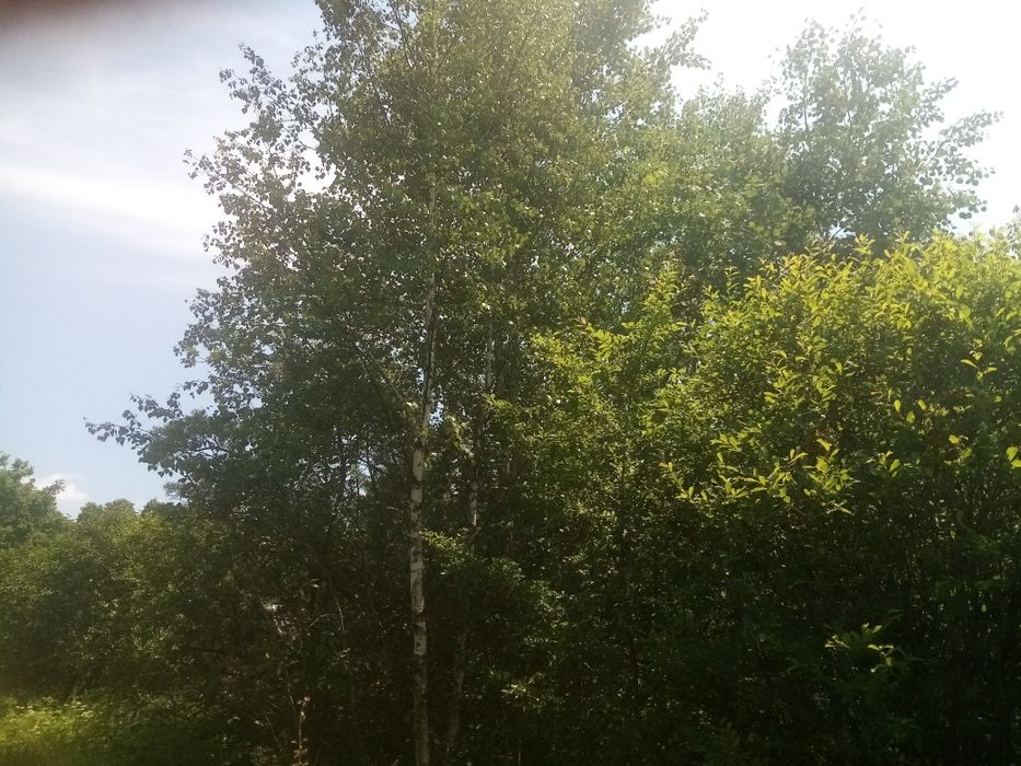 Продаж дачної ділянки в Чернієві