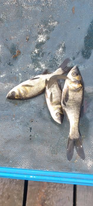 Narybek i kroczek karpia