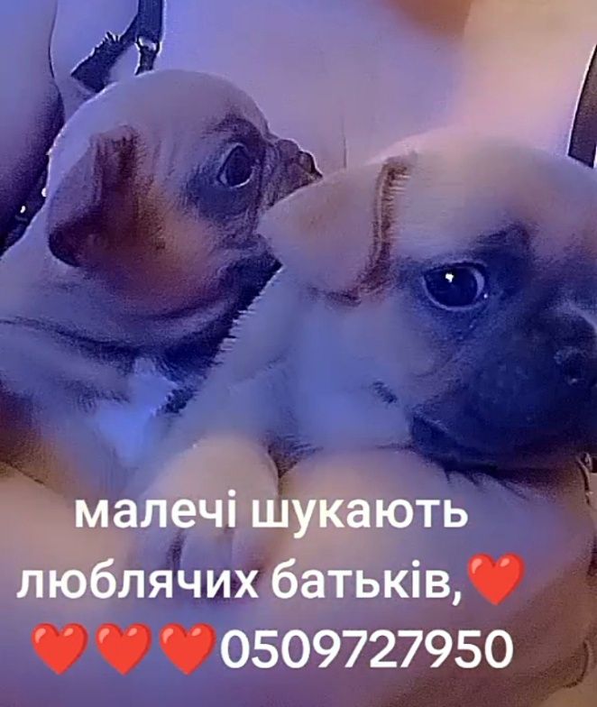 Девочка и мальчик французского бульдога