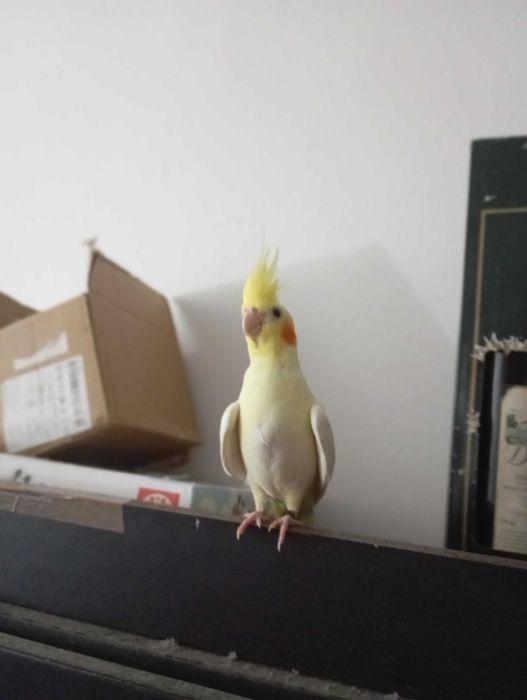 Caturra Lutina fêmea domesticada