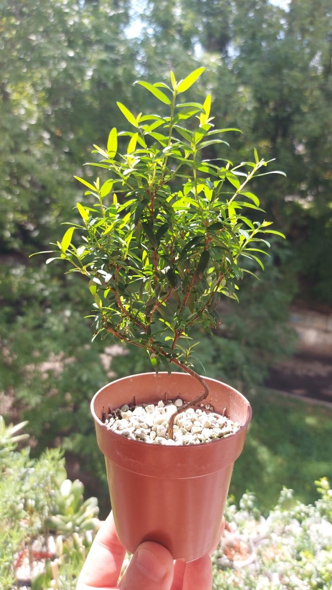 Crassula Kagetsu Maruba (Крассула Кагетсу Маруба)