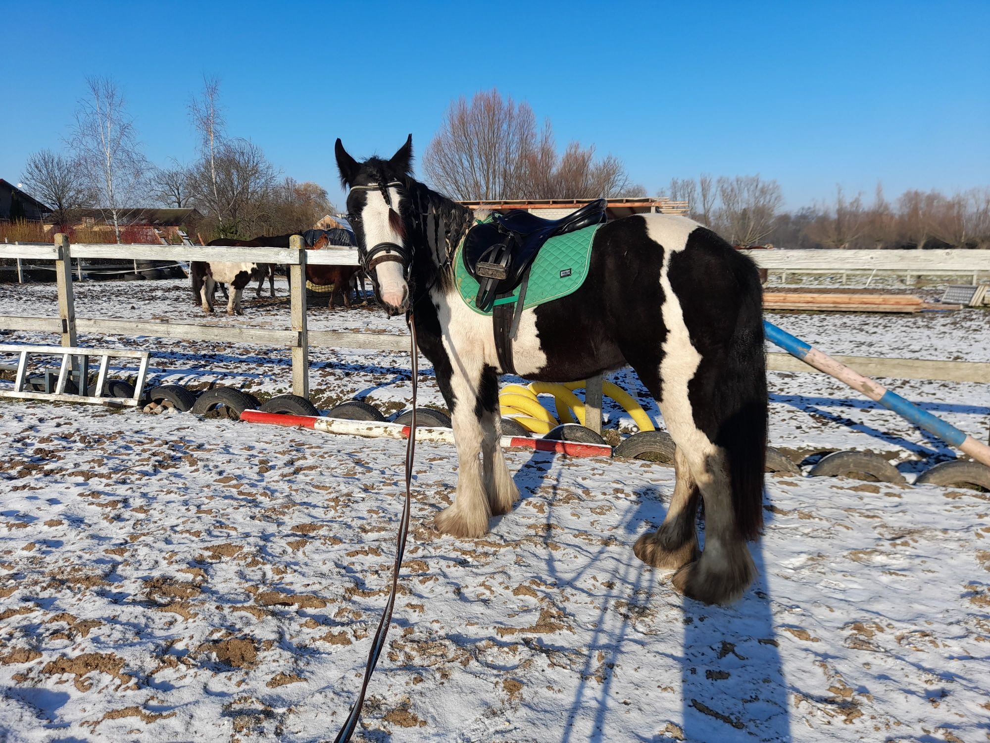 Wałach gypsy cob