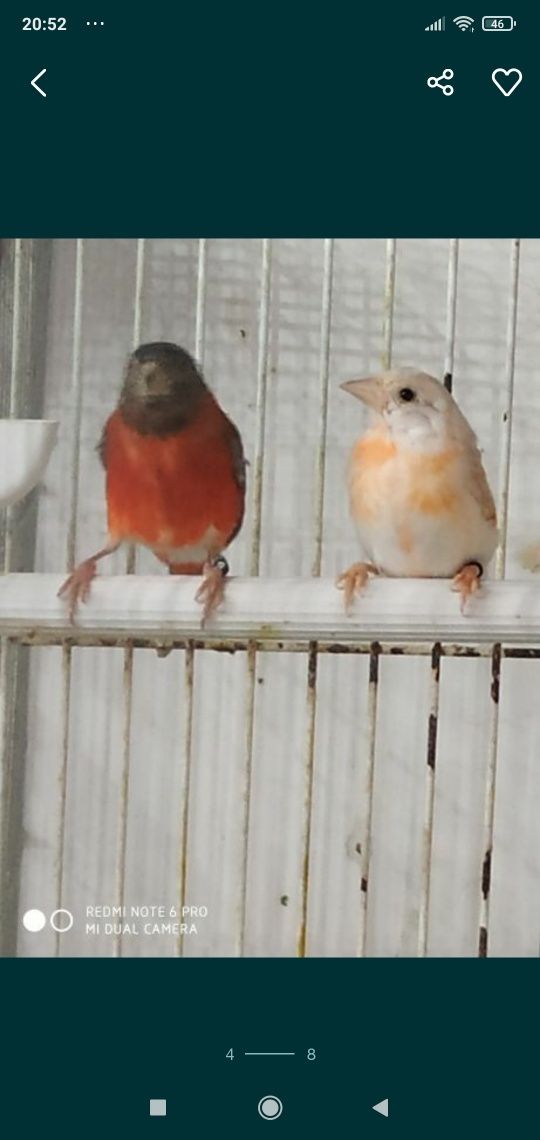 Cardinalitos ancestrais diluídos brunos  e isabeis