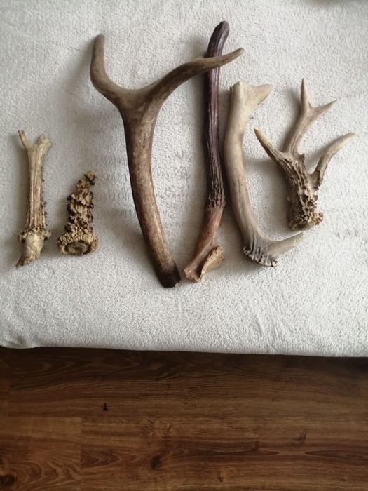 Sprzedam uszkodzone poroża jelenia i parostki kozła sarny
