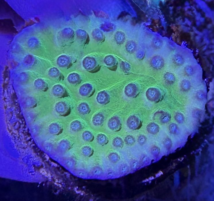 Cyphastrea/Chalice fluo green- koralowiec LPS akwarium morskie